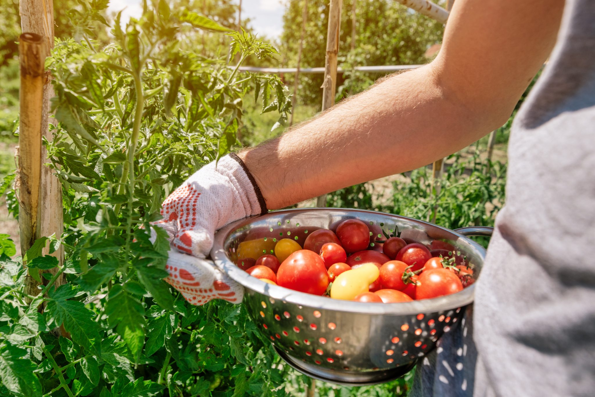 harvest fresh tomatoes