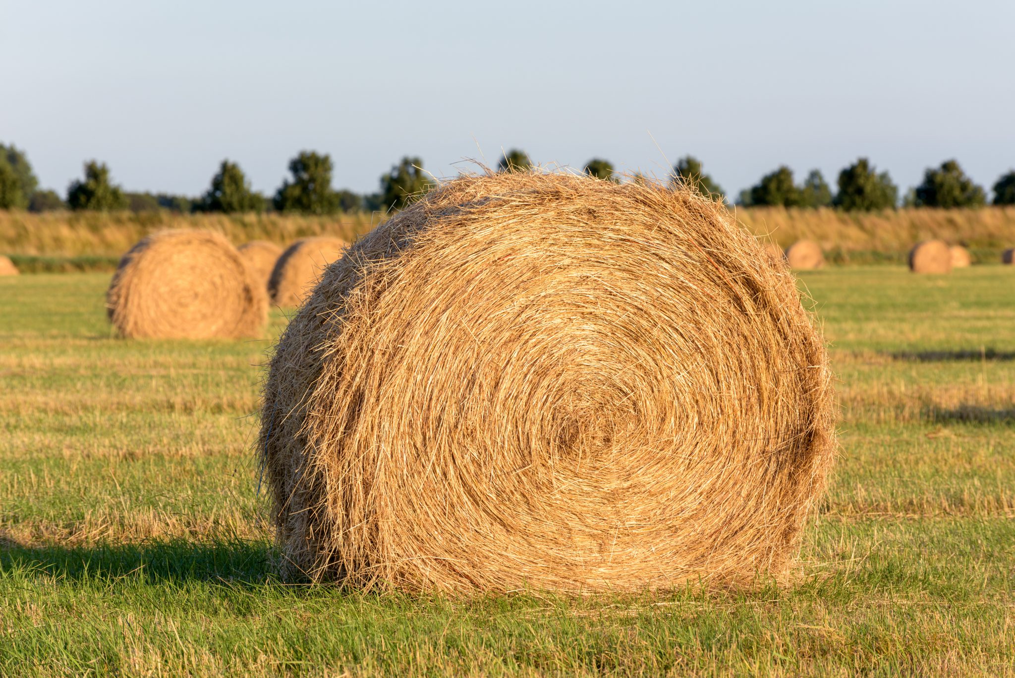 Bales of hay in a field