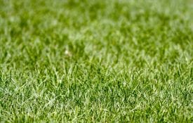 Bermudagrass lawn