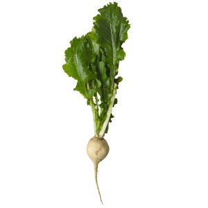 Turnip