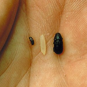Figure 9. The Beetle on the left is a Southern Pine Beetle and the one of the right is a Black Turpentine Beetle.