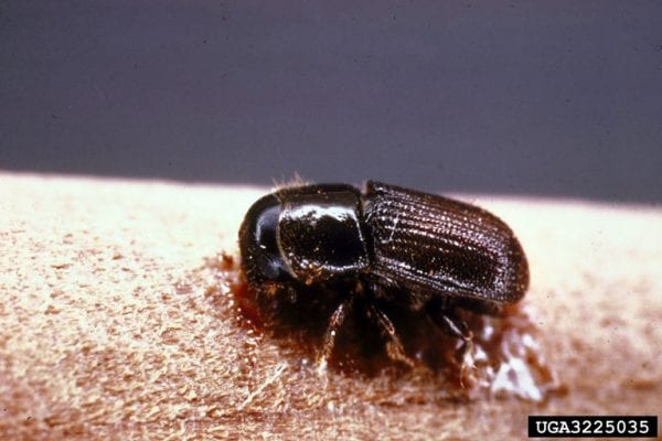 Figure 11. Note the rounded posterior on this southern pine beetle. Photo by Texas A&M AgriLife, Bugwood.org