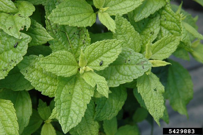 Redheaded flea beetle