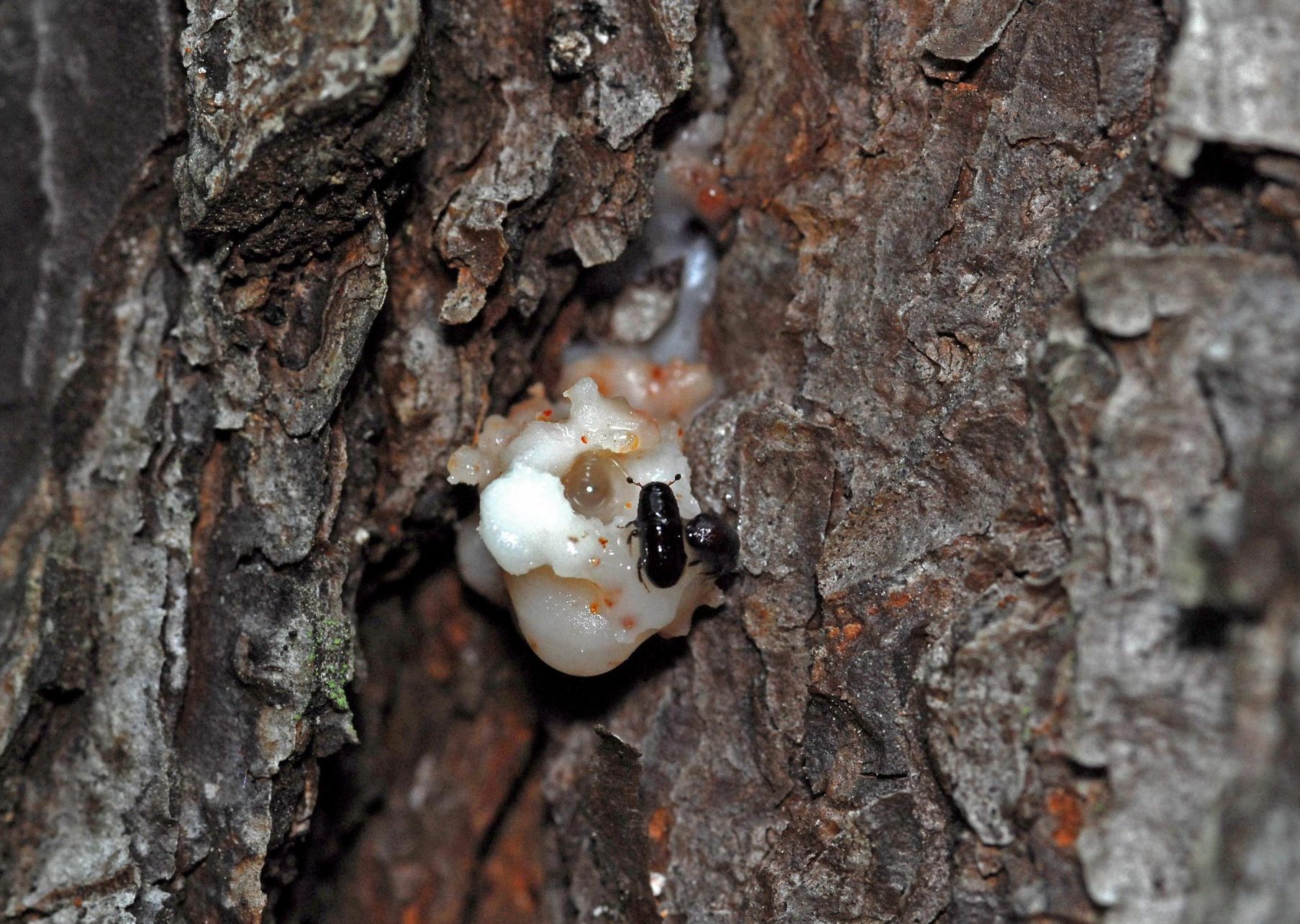 Figure 3. Southern pine beetle pitch tube. Note it’s located in the bark crevices. Photo by Erich G. Vallery, USDA Forest Service, Bugwood.org