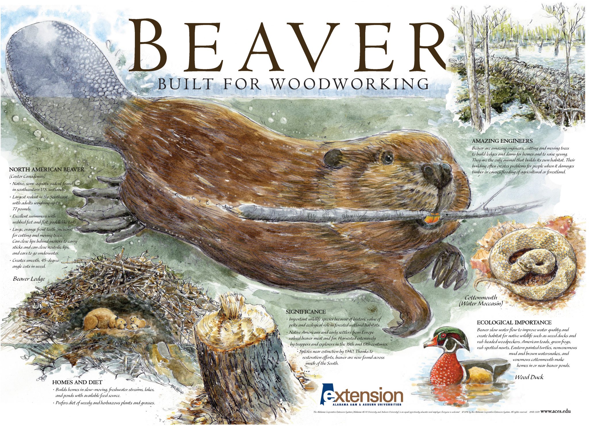 Beaver Built for Working - Alabama Cooperative Extension System