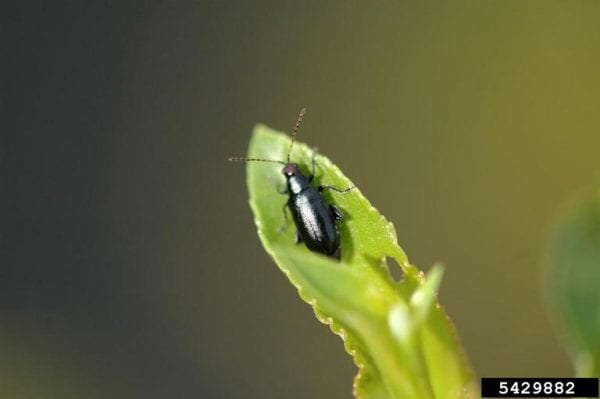 Figure 1a. Adult redheaded flea beetle.