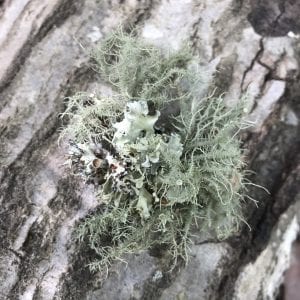 Figure 3. Fruiticose lichen.