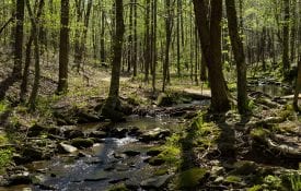 The cool water of Cane Creek flows through the lush forest of the Nature Preserve located in Northwest Alabama. The preserve is a great place to come and lose yourself in the beauty of nature.