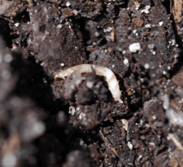 Figure 1b. Redheaded flea beetle larva.