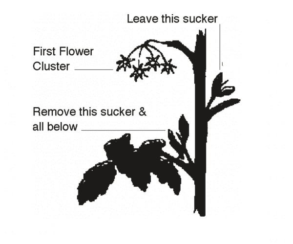 Pruning diagram