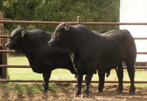 Angus bulls