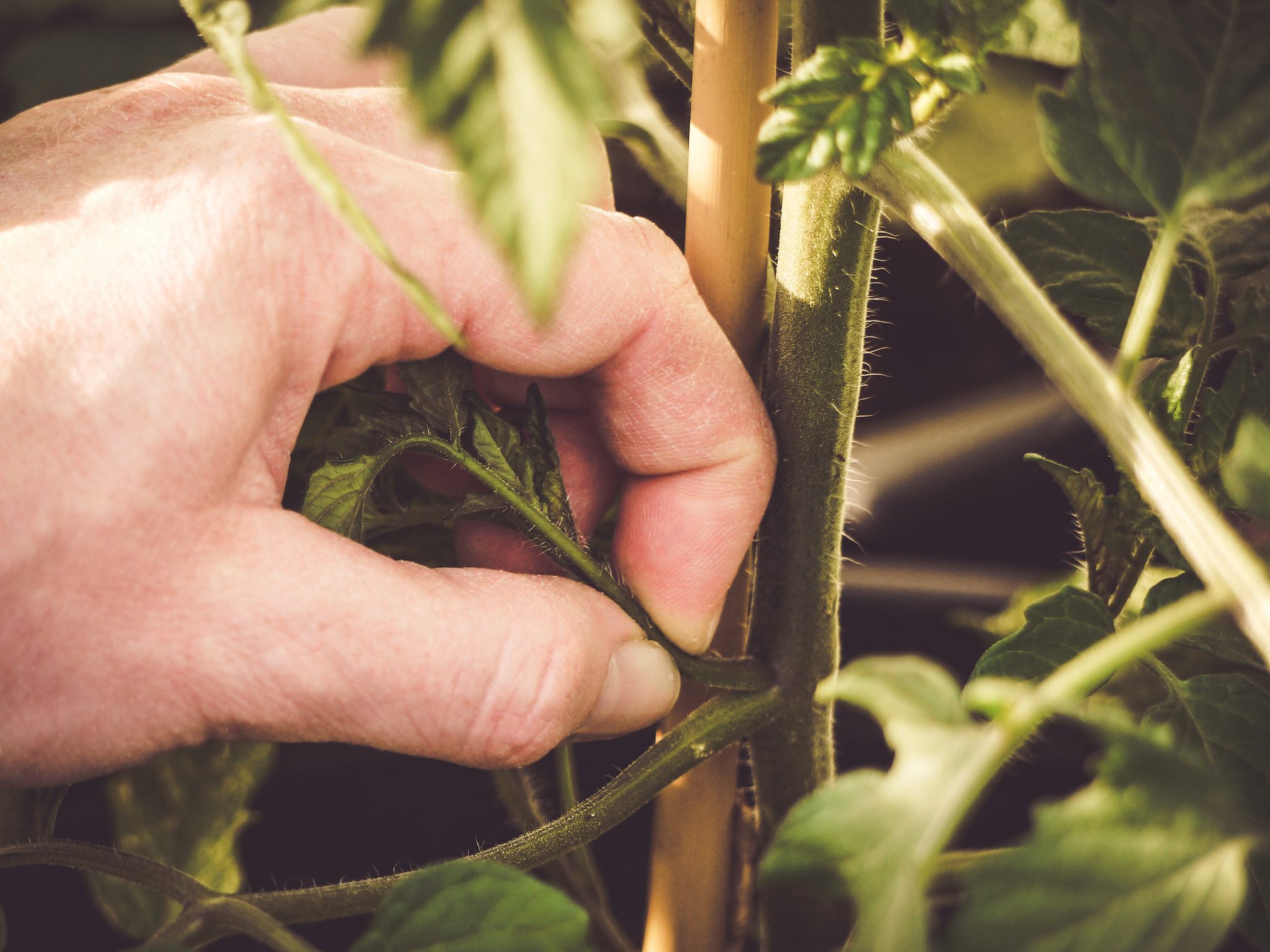 Pruning a tomato plant