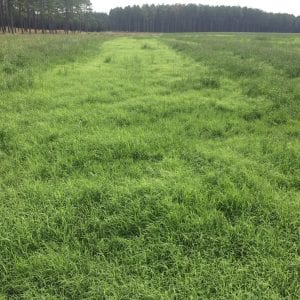 bermudagrass hayfield