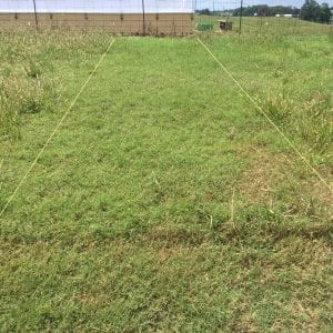 Rezilon herbicide application in bermudagrass