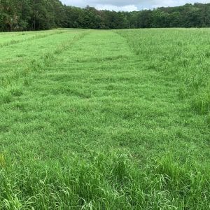 Rezilon herbicide in bermudagrass