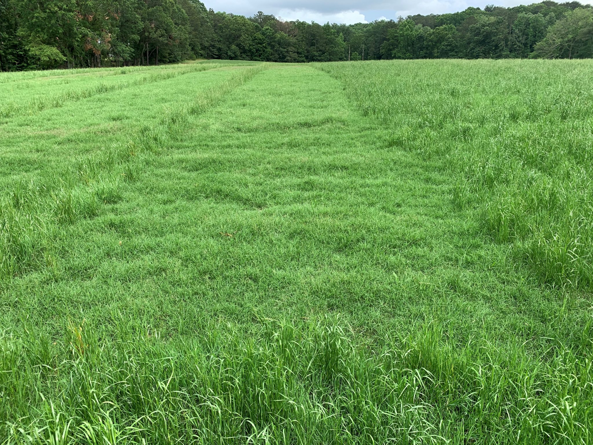 Rezilon herbicide in bermudagrass
