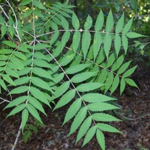 Figure 11. Smooth sumac leaves have eleven to thirty-one leaflets. Note that the leaflets have teeth along the edges.