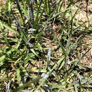 Figure 2. Slime mold pustules on residential turf.