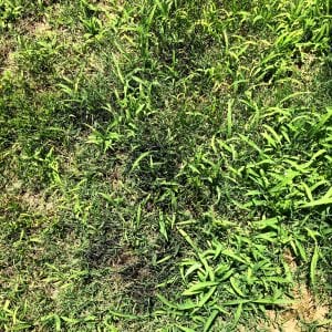 Figure 3. Slime mold growth on residential turf showing greasy appearance.