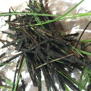 Figure 4. Slime mold encrusting on leaves of turfgrass.