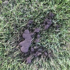 Figure 5. The body of a slime mold known as the plasmodium on zoysiagrass