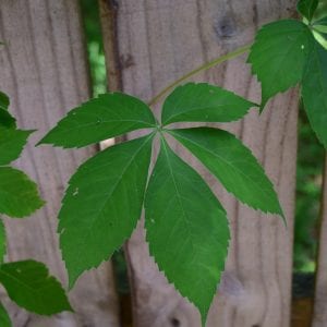 Figure 6. Virginia creeper leaves typically have five leaflets.