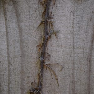 Figure 7. Virginia creeper vines are generally less “hairy” than poison ivy vines. There are some short rootlets. Note the clasping rootlets that have what look like small suction cups at the tips.