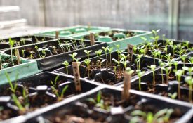 Young seedlings germinating in the greenhouse