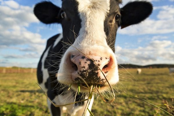 A dairy cow chewing grass in a field