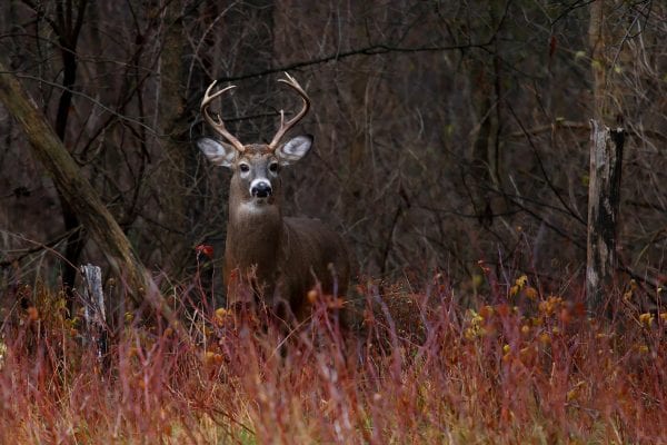 White-tailed deer on alert