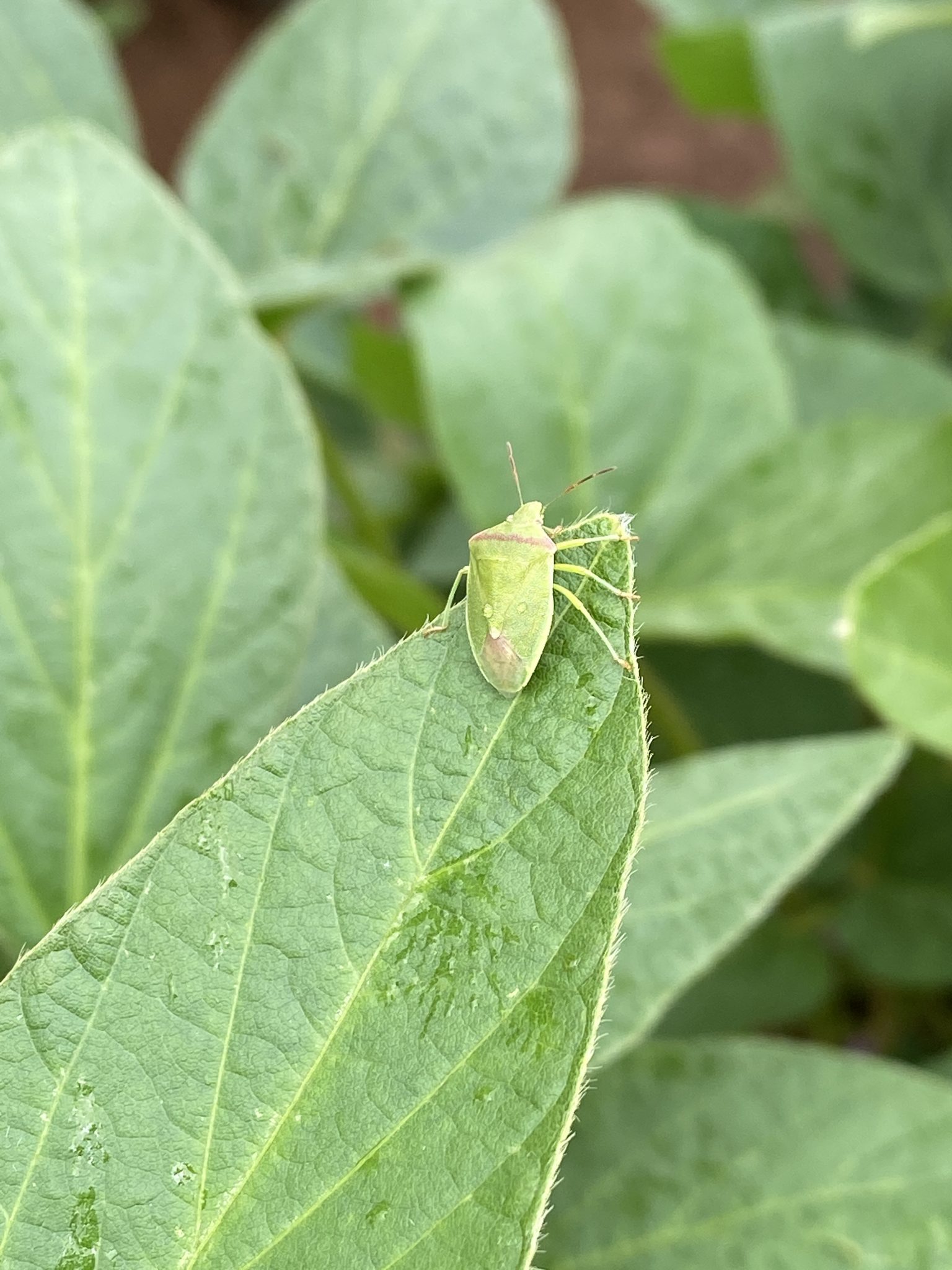 Pest Alert Soybean Loopers and Redbanded Stink Bugs in Soybeans