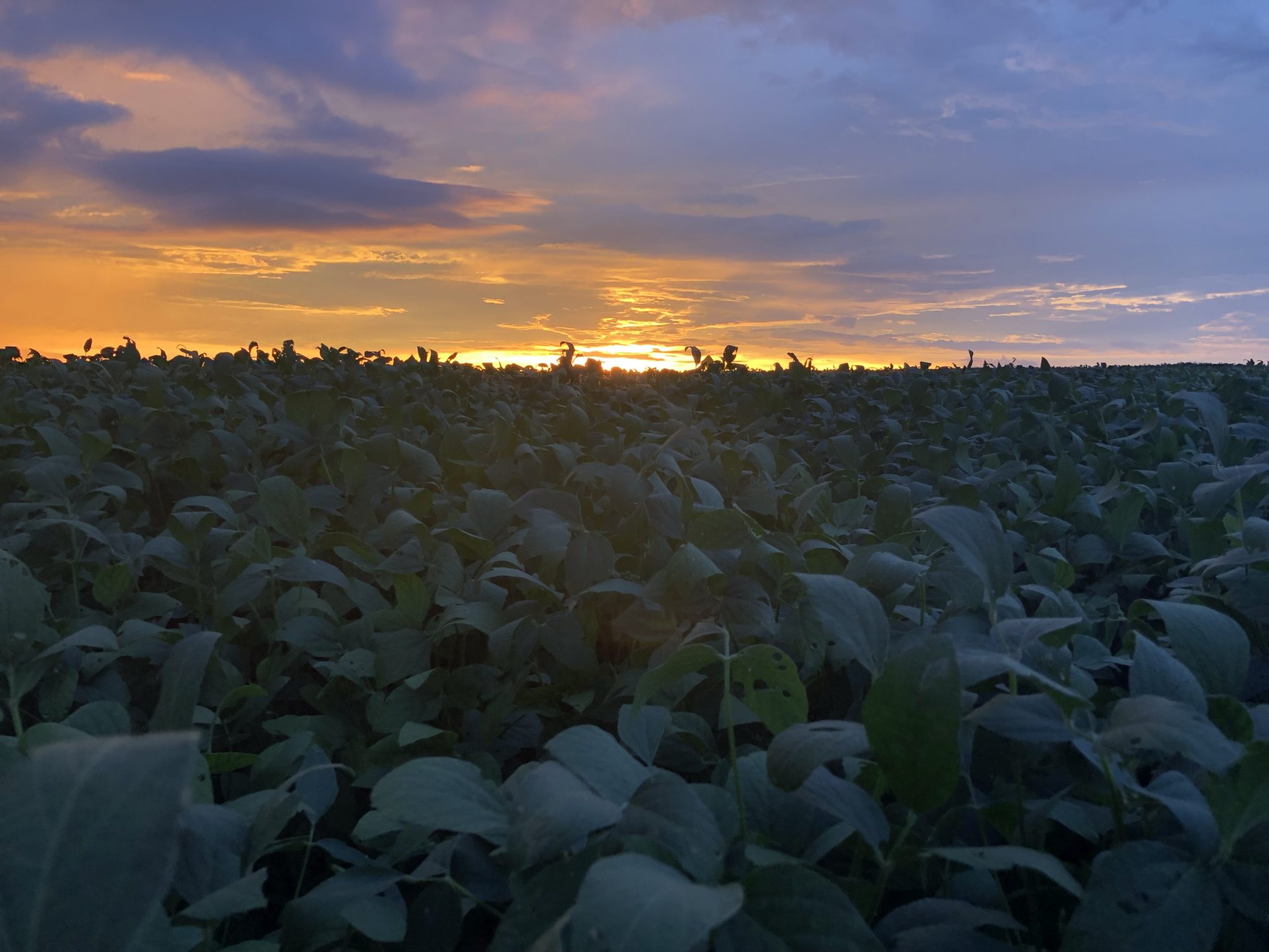 Soybean Field