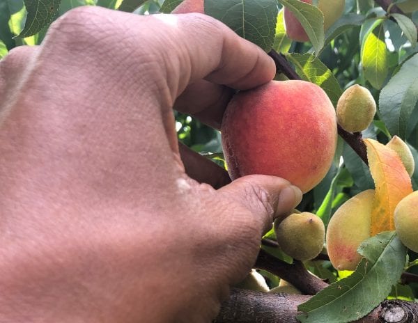 Phony Peach Disease causes small-sized fruit