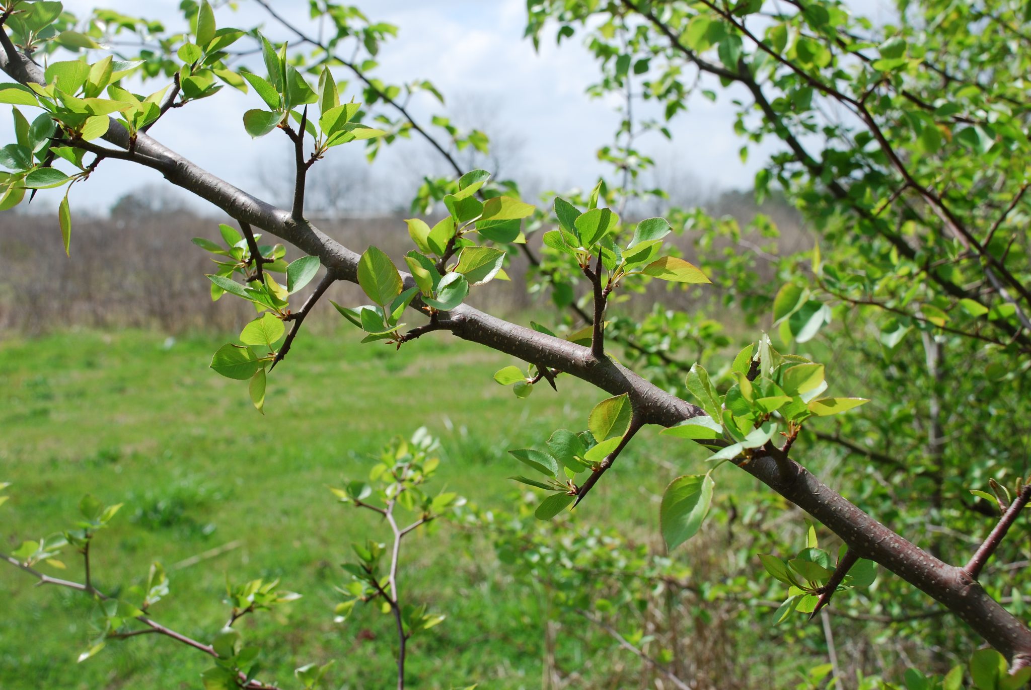 Figure 2. Sharp spur shoots (thorns) add to the problems associated with Callery pear invasions (photo by Nancy Loewenstein)