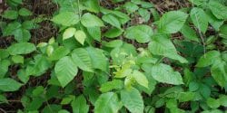 Poison ivy