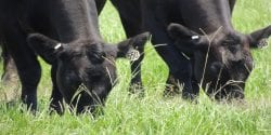 Cattle grazing bahiagrass