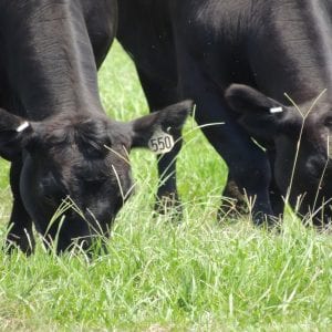 Cattle grazing bahiagrass