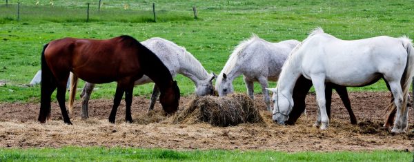 Poor-quality hays may not provide enough energy to meet the horse’s daily requirements. This results in weight loss if the horse does not receive supplemental concentrate feed.