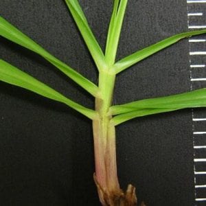 Figure 1. Bahiagrass sheath and leaves. Photo courtesy of Charles Peacock.