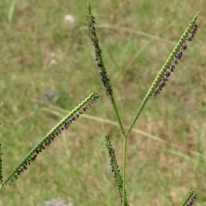 Figure 2. Bahiagrass seedhead. Photo courtesy of Charles Peacock.