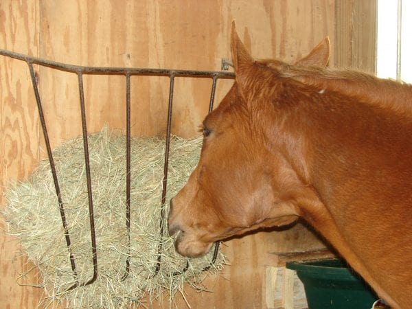 Forage should be the foundation of the horse’s diet.
