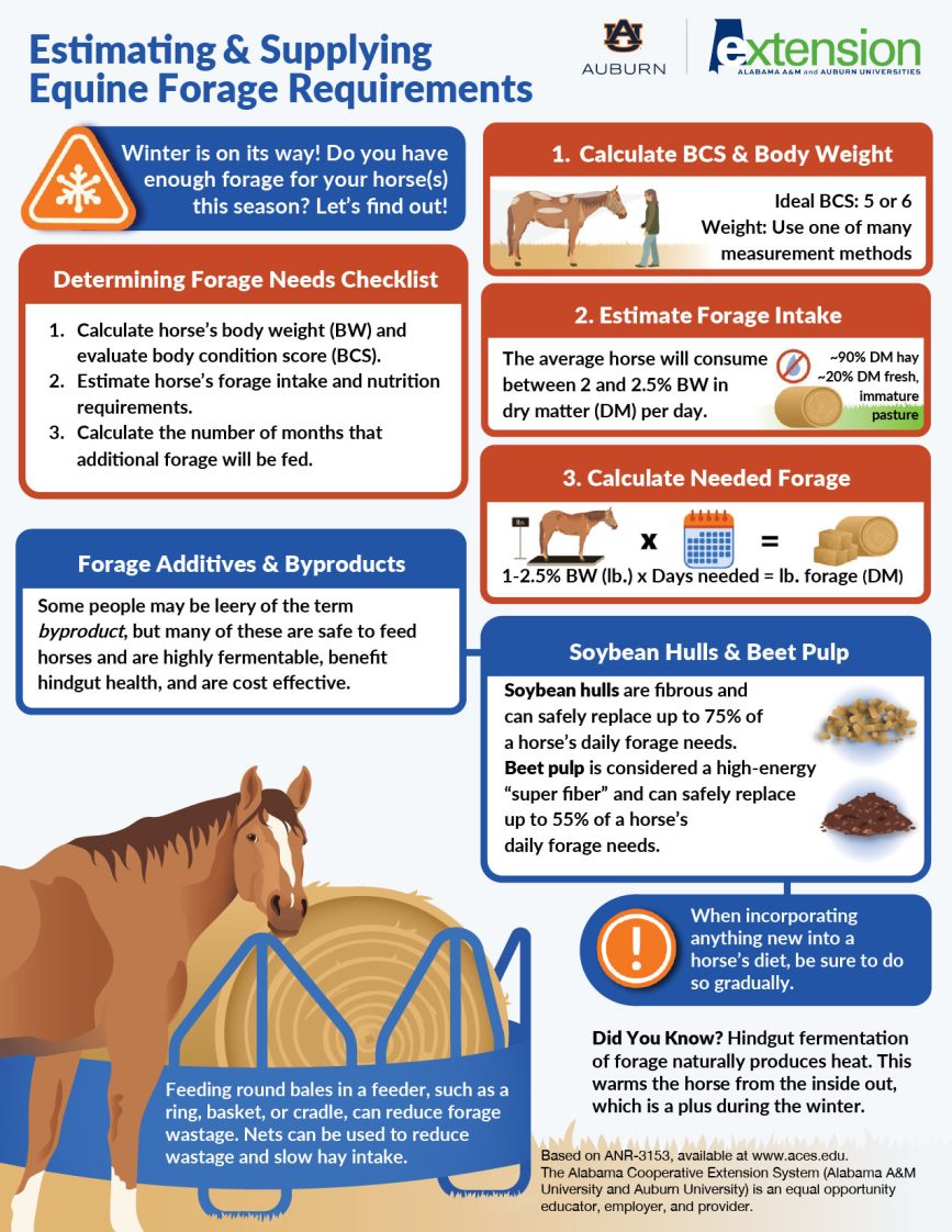 An infographic titled “Estimating & Supplying Equine Forage Requirements” guides horse owners through the process of calculating and preparing forage for horses during winter. The layout includes multiple colored text boxes, illustrations, and icons arranged in a logical reading order. At the top right, the Alabama Extension and Auburn University co-brand is present. At the top left, an orange winter weather warning symbol accompanies a message in a blue box: “Winter is on its way! Do you have enough forage for your horse(s) this season? Let’s find out!” Below, an orange-outlined box titled, “Determining Forage Needs Checklist” lists three steps: 1. Calculate horse’s body weight (BW) and evaluate body condition score (BCS). 2. Estimate horse’s forage intake and nutrition requirements. 3. Calculate the number of months that additional forage will be fed. Next, an orange-outlined box titled “Calculate BCS & Body Weight” features and illustration of a woman observing a horse in a pasture with yellow grass. The horse has highlighted regions indicating fat evaluation points for BCS. The box notes that an ideal BCS is 5 or 6, and that weight can be measured by choosing one of various methods. Another orange-outlined box titled “Estimate Forage Intake” explains that the average horse consumes 2 to 2.5% of its body weight in dry matter (DM) per day. An illustration shows a round bale of hay in a green pasture with a “no water” icon. It notes that hay is approximately 90% DM, while fresh, immature pasture is about 20% DM. Following this, an orange-outlined box titled “Calculate Needed Forage” provides a formula: 1-2.5% BW (lb.) x Days needed = lb. forage (DM). Visuals include a horse standing on a scale, a calendar icon, and illustrations of three square bales and one round bale of hay. A blue-outlined box titled “Forage Additives & Byproducts” discusses alternative forage options. It explains that while some may be cautious about the term byproducts, many are safe to feed, are highly fermentable, benefit hindgut health, and are cost-effective. Another blue-outlined box titled “Soybean Hulls & Beet Pulp” explains the benefits of these two byproducts. Soybean hulls are fibrous and can replace up to 75% of daily forage needs. Included is an illustration of soybean hulls. Beet pulp is a high-energy “super fiber” that can replace up to 55% of daily forage needs. Included is an illustration of beet pulp. A blue box with an exclamation point symbol advises: “When incorporating anything new into a horse’s diet, be sure to do so gradually.” A “Did You Know?” section explains that hindgut fermentation of forage produces heat, warming the horse from the inside out, which is a plus during winter. At the bottom, an illustration shows a horse standing in front of a round bale of hay placed in a blue ring feeder in a pasture with yellow grass. Overlaid text explains that using feeders like rings, baskets, or cradles can reduce forage wastage. Hay nets can also help reduce waste and slow intake. At the bottom right, the following is present: “Based on ANR-3153, available at www.aces.edu. The Alabama Cooperative Extension System (Alabama A&M University and Auburn University) is an equal opportunity educator, employer, and provider.”