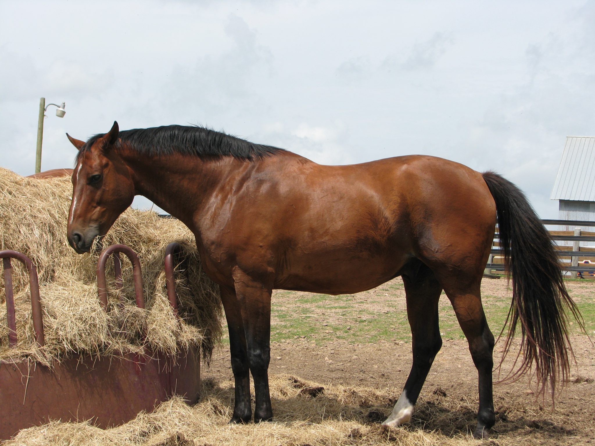 A horse-safe round bale feeder will reduce hay waste and hay costs.
