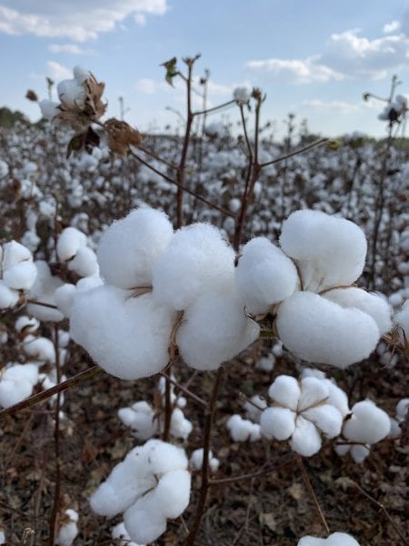 Cotton field