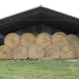 Ideally, hay should be stored off the ground, under a roof, and off limits to animals.