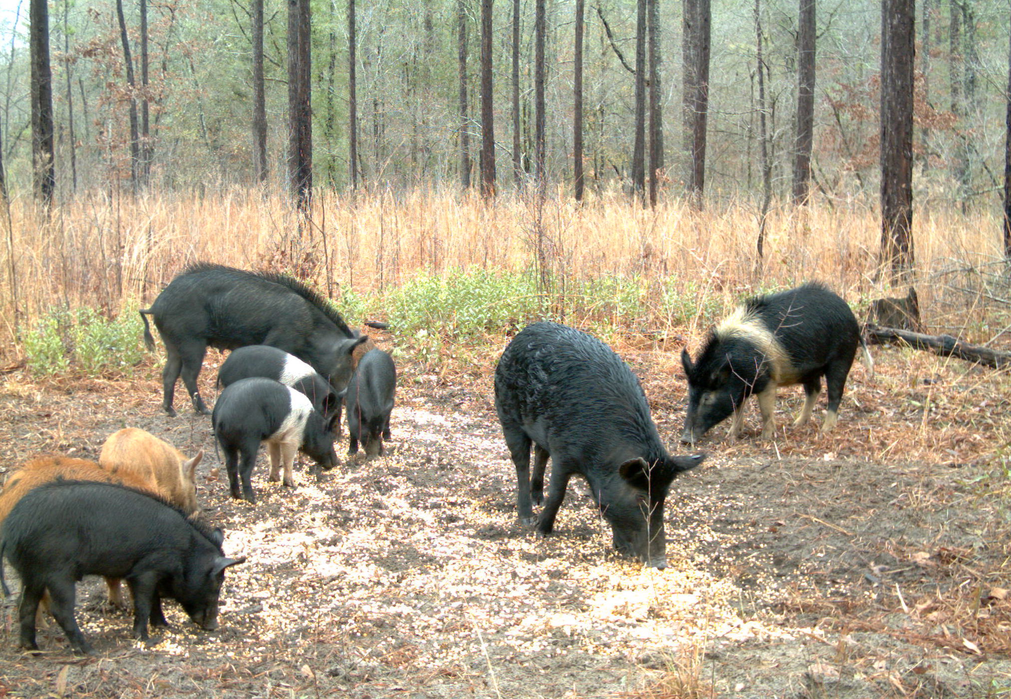 Wild Pigs captured eating with game camera