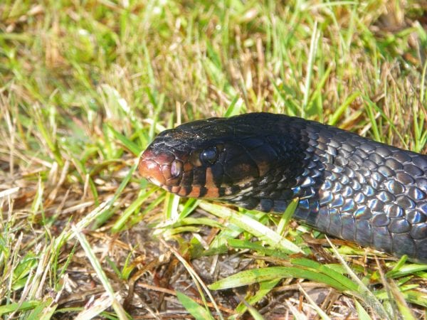 Eastern indigo snake