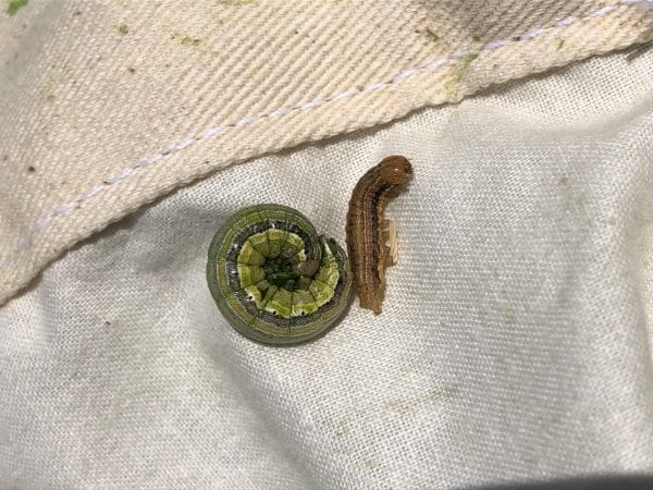 Figure 5. True armyworms caught in a sweep net.