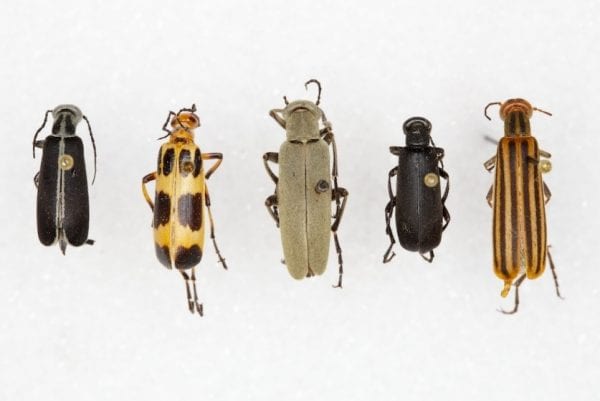 Figure 6. Multiple species of blister beetles. (Photo credit: Pat Porter, Texas A&M Agrilife Extension).