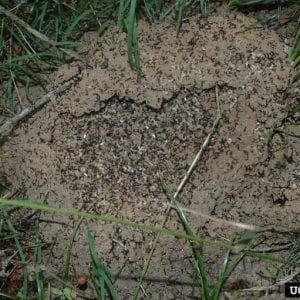 swarming fire ants; Red imported fire ant